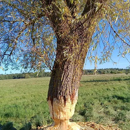 Fischstuebchen Neeberg 2 - Achterwasser * Krummin