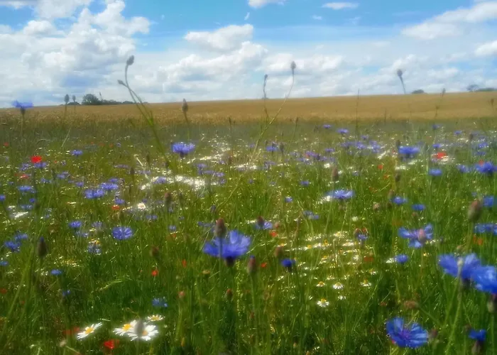 Fischstuebchen Neeberg 2 - Achterwasser Dom wakacyjny