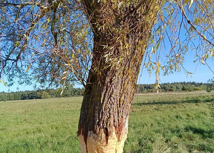 Fischstuebchen Neeberg 2 - Achterwasser * Krummin